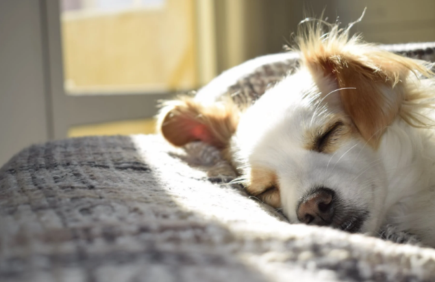 Tips To Consider Before Buying The Pet Products