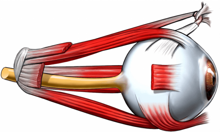 The Benefits of Partnering with Adult Strabismus Specialists for Vision Correction