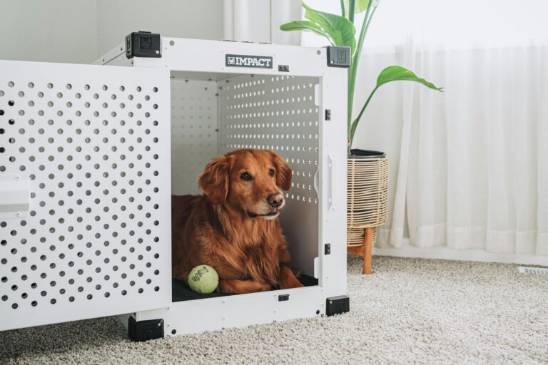 Safe and Stylish Adventures: Choosing the Perfect Dog Box for Your Furry Friend