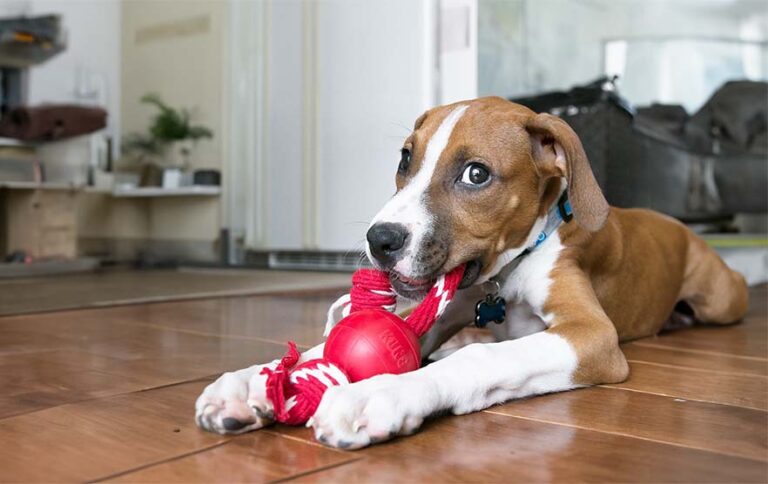 Unleashing Fun: Top Interactive Dog Toys in Australia