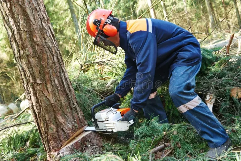 Streamlining Land Management and Safety with a Trees Cutting Machine