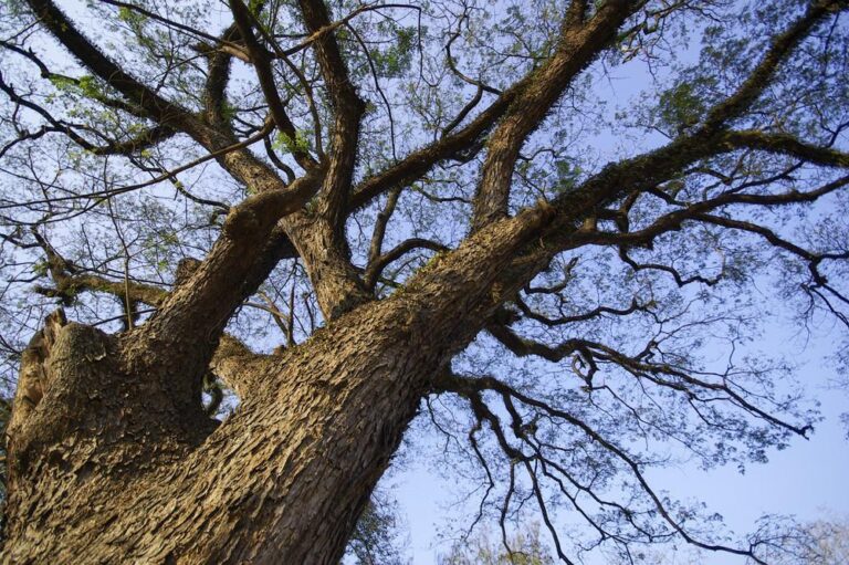 Essential Tips for Starting a Tree Service