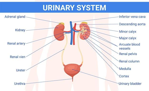Urethral Dilator: Purpose, Procedure, and Selection